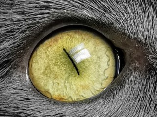 la-force-africaine-est-toujours-disponible-ici